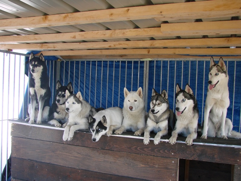 photos chiens 2014